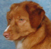 Nova Scotia Duck Toller